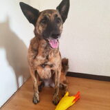 Foto van Dutchshepherdteam