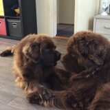 Foto van Willemijn - baasje van Vika .           Bams  en Ogin   ¥ .