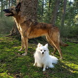 Foto van Dutchshepherdteam
