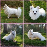 Foto van Dutchshepherdteam