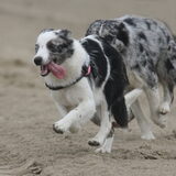 Foto van Angelique; Bruno, Charlie & Fenna