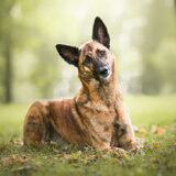 Foto van Dutchshepherdteam