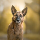 Foto van Dutchshepherdteam