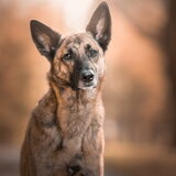 Foto van Dutchshepherdteam