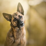 Foto van Dutchshepherdteam
