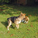Loca en lucky aan het spelen tot Lucky er zat van is en Loca een tik…