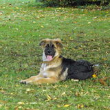 Loca mijn oppaspup.