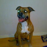 Foto van Roxy-Missy