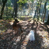 Foto van Dutchshepherdteam