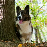 Foto van Nathalie, Harley & Mr. Deeks