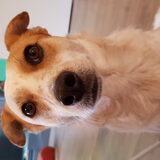 Foto van Bingo is his name-o