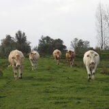 Foto van Lavina