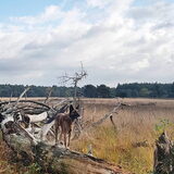 Foto van Dutchshepherdteam