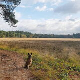 Foto van Dutchshepherdteam