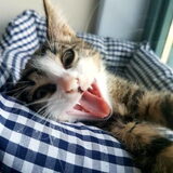 Foto van Michelle, baasje van Scotty en kater Charlie †