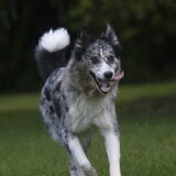 Foto van Angelique; Bruno, Charlie & Fenna