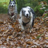 Foto van Angelique; Bruno, Charlie & Fenna