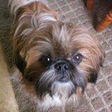 noa,is een shih tzu,vrij rustig voor een shih tzu,zeer gehecht aan…