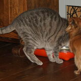 Lotus en Nemo samen aan het drinken.