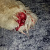 Foto van judith