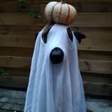 Foto van Dutchshepherdteam