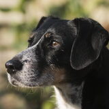 Foto van Ellen, vrouwtje van Noortje