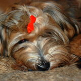 Foto van Xtine