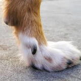 Foto van Dutchshepherdteam