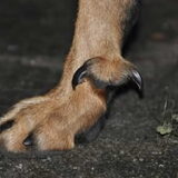 Foto van Dutchshepherdteam