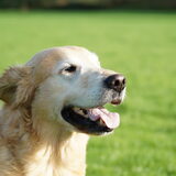 Foto van Wilma en Dobby (RIP)