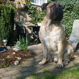 Boerboel Zareb