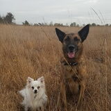 Foto van Dutchshepherdteam
