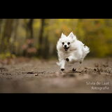 Foto van Dutchshepherdteam