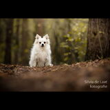 Foto van Dutchshepherdteam