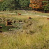 Foto van Dutchshepherdteam