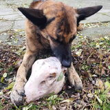 Foto van Dutchshepherdteam