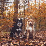 Foto van Marijke - Aila, Dinja & Evi