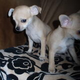 Perro met broertje als pup. (perro met hang oortjes)