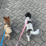 Foto van Lisa; Bobbie, Bentley & Lilly