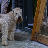 Mijn Kennel naam is Sparkle Square`s, mijn naam Jacqueline van Riet,ik…