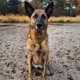 Foto van Dutchshepherdteam
