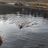 Foto van Dutchshepherdteam