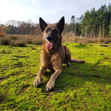 Foto van Dutchshepherdteam