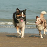 Colin samen met mijn mini aussie Lizy