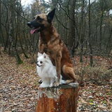 Foto van Dutchshepherdteam