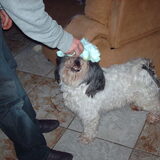 Foto van liesbeth,Turbo,Luna, Levi en Faith