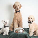 Foto van Inge, baasje van Gina, Flynn en Wobbe