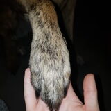 Foto van Dutchshepherdteam