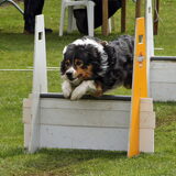 Robin is dol op flyball