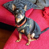 Balou